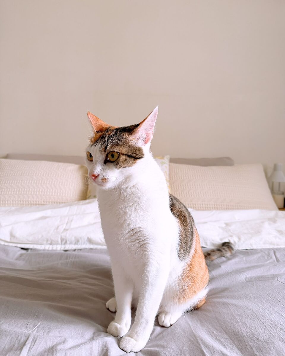 Micha, a calico cat, sitting on a bed in her new home in Taiwan after relocating from France