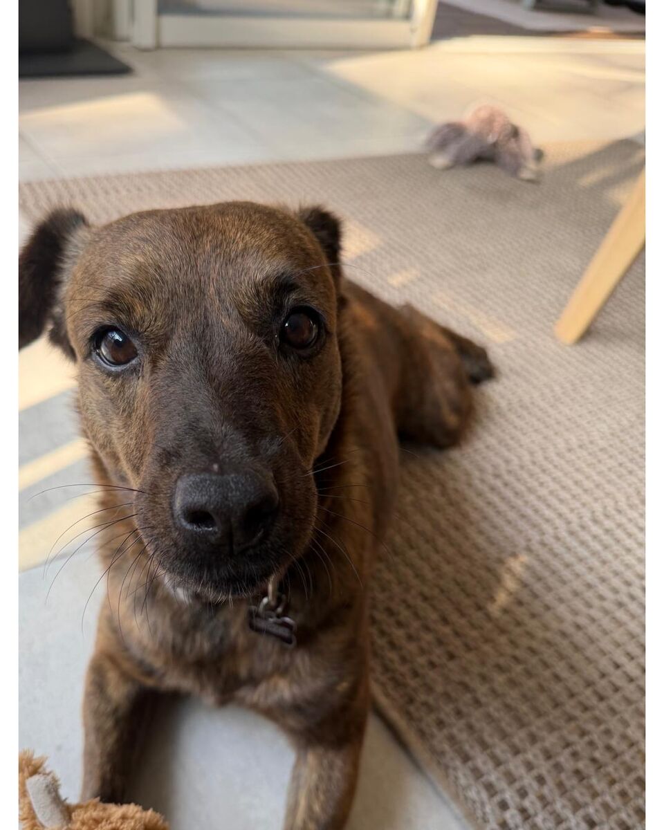 Piper, a brindle dog, lying on the floor of her new home in Taiwan after relocating from France