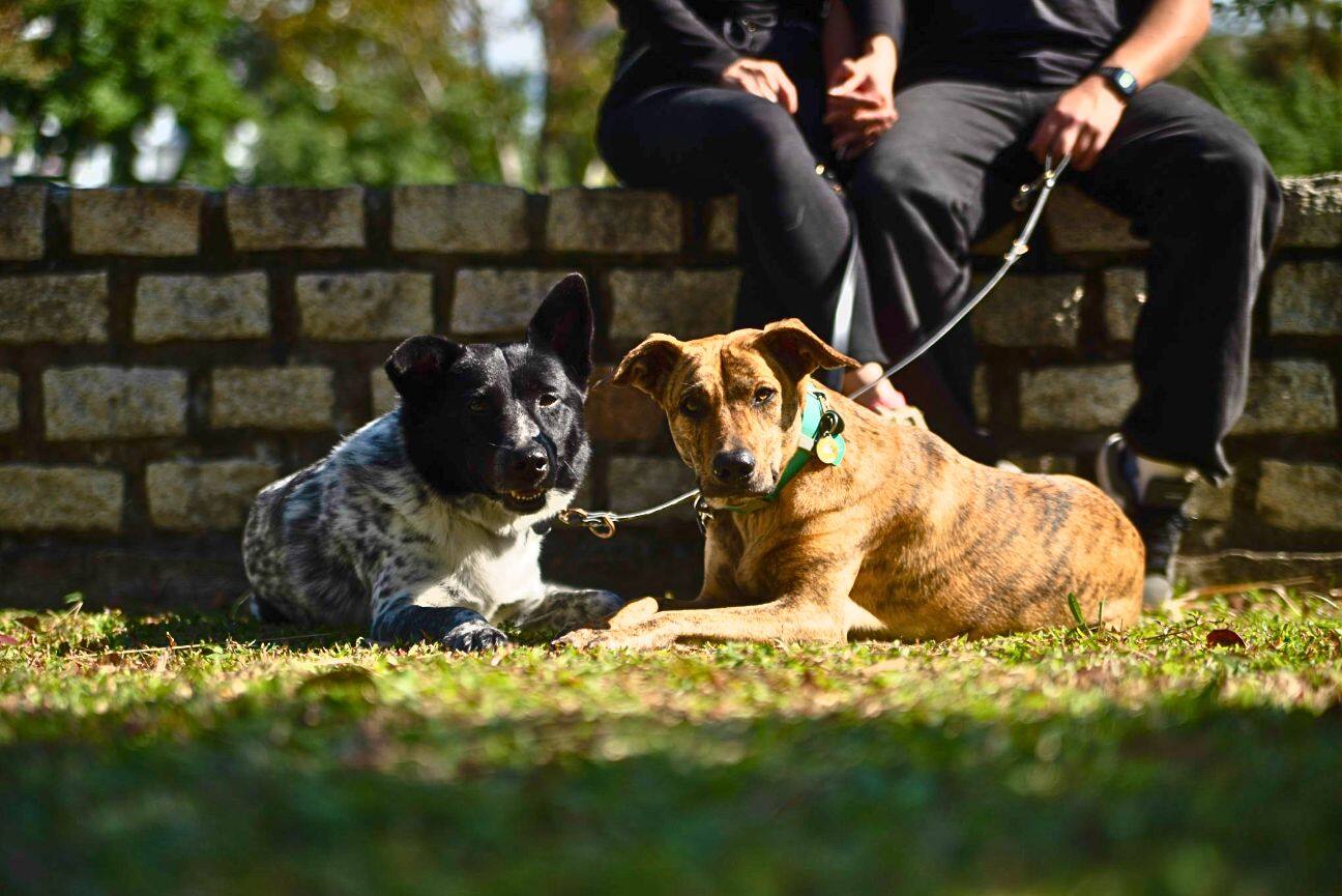 Two dogs, one black and white and one brindle, resting on the grass in front of a stone wall beside their owners
